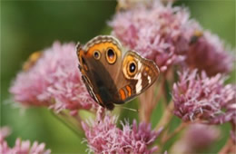 Junonia coenia - common buckeye butterfly