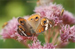 Junonia coenia - common buckeye butterfly