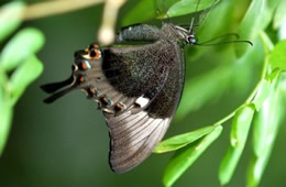 Swallowtail Butterfly