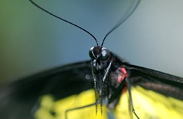 butterfly close up