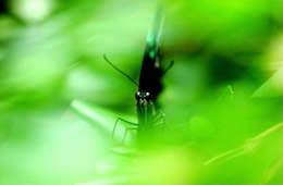 Green Swallowtail Butterfly Close-up