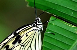 butterfly closeup