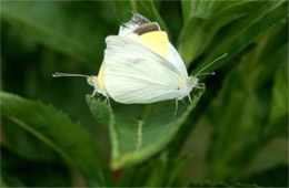 Pieris rapae - Cabbage White Butterflies