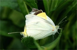 Pieris rapae - Cabbage White Butterflies