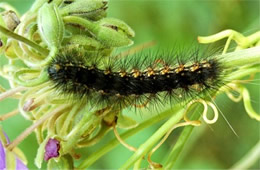 caterpillar