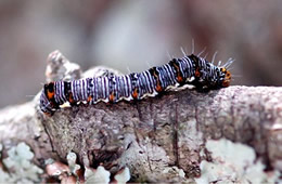 caterpillar