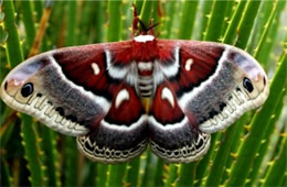 Hyalophora cecropia - Cecropia Moth