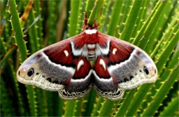 Hyalophora cecropia - Cecropia Moth