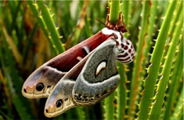 Hyalophora cecropia - Cecropia Moth