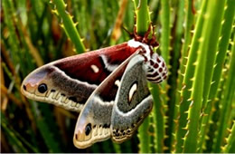 Hyalophora cecropia - Cecropia Moth
