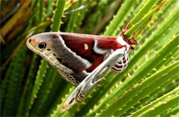 Hyalophora cecropia - Cecropia Moth