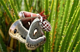 Hyalophora cecropia - Cecropia Moth