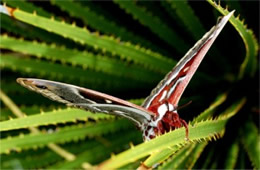 Hyalophora cecropia - Cecropia Moth