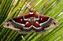 Hyalophora cecropia - Cecropia Moth