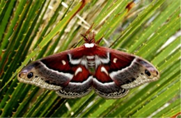 Hyalophora cecropia - Cecropia Moth