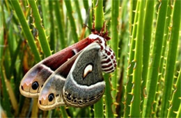 Hyalophora cecropia - Cecropia Moth