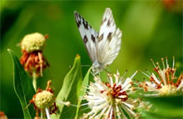 Pontia protodice - Checkered White