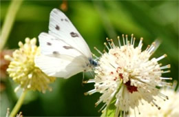 Pontia protodice - Checkered White