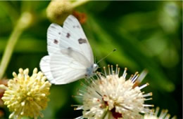 Pontia protodice - Checkered White