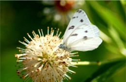 Pontia protodice - Checkered White