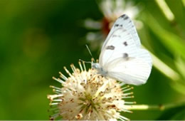 Pontia protodice - Checkered White