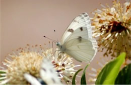 Pontia protodice - Checkered White