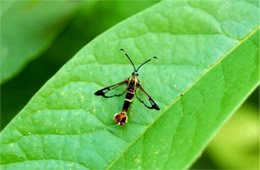 Carmenta bassiformis - Eupatorium Borer Moth