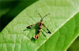 Carmenta bassiformis - Eupatorium Borer Moth