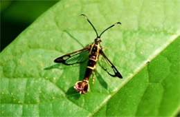 Carmenta bassiformis - Eupatorium Borer Moth