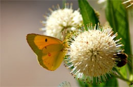 Colias philodice - Clouded Sulphur