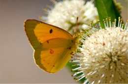 Colias philodice - Clouded Sulphur