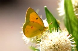 Colias philodice - Clouded Sulphur