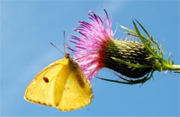 Phoebis sennae - Cloudless Sulphur