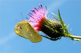 Phoebis sennae - Cloudless Sulphur