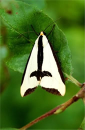 Haploa clymene - Clymene Moth