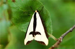 Haploa clymene - Clymene Moth