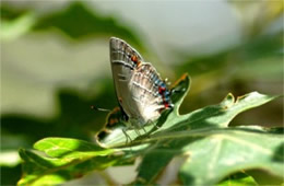 Hypaurotis crysalus - Colorado Hairstreak