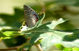 Hypaurotis crysalus - Colorado Hairstreak