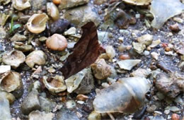 Polygonia comma - Eastern Comma Butterfly