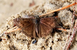 Erynnis - Duskywing Skipper Butterfly