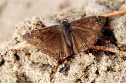 Erynnis - Duskywing Skipper Butterfly