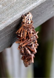 Thyridopteryx ephemeraeformis - Evergreen Bagworm Moth Caterpillar