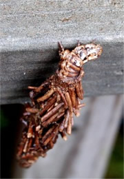 Thyridopteryx ephemeraeformis - Evergreen Bagworm Moth Caterpillar