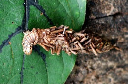 Thyridopteryx ephemeraeformis - Evergreen Bagworm Moth Caterpillar