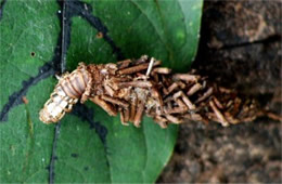 Thyridopteryx ephemeraeformis - Evergreen Bagworm Moth Caterpillar