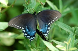 Papilio glaucus - Eastern Tiger Swallowtail