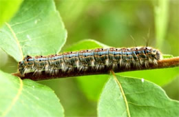 forest tent caterpillar