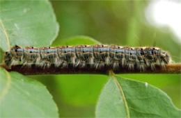 forest tent caterpillar