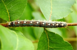 forest tent caterpillar