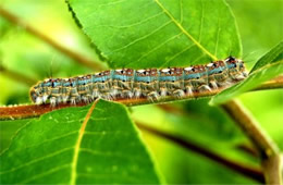 forest tent caterpillar